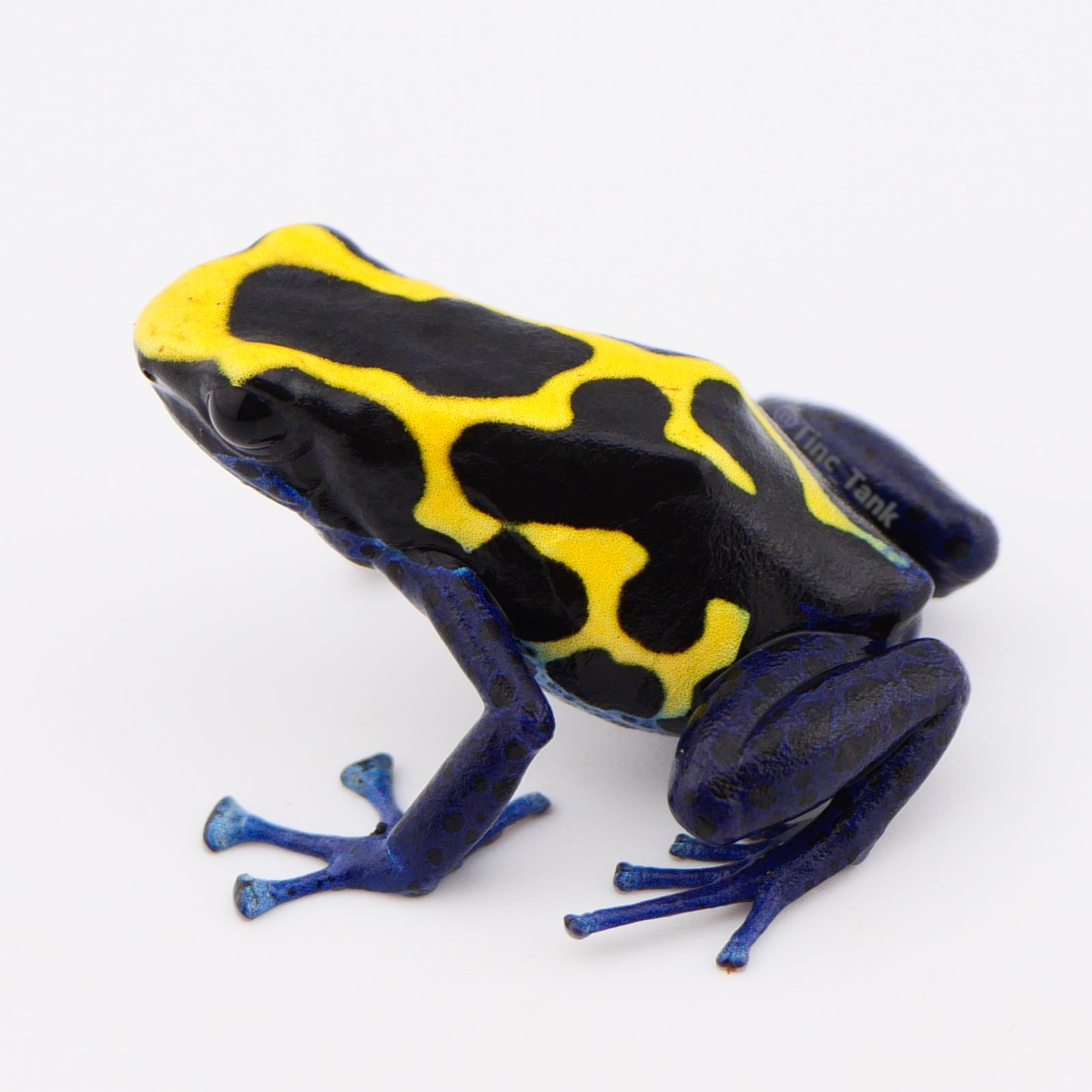 Dendrobates tinctorius 'Kaw Mountain' – Tinc Tank