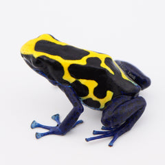 Dendrobates tinctorius 'Kaw Mountain'