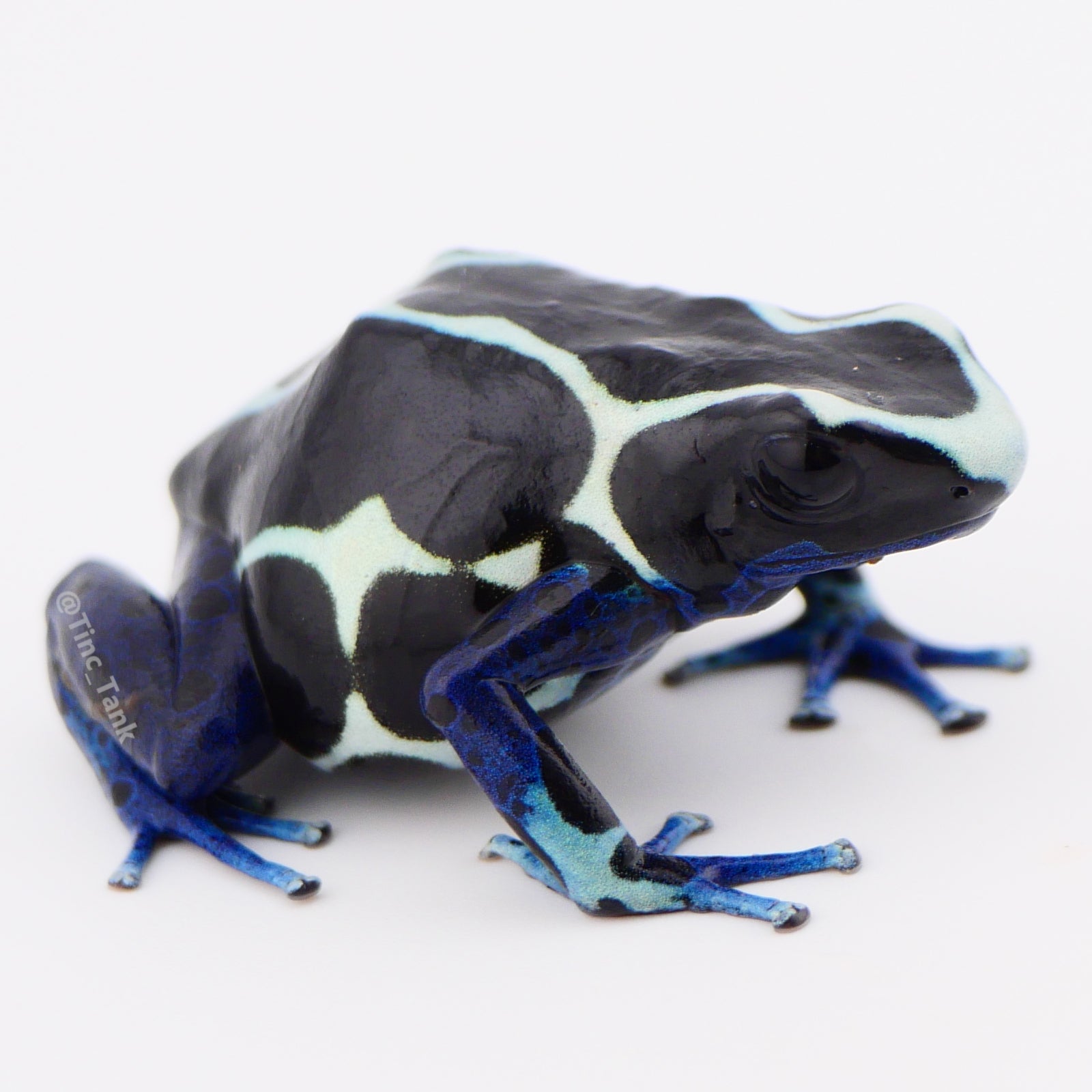 Dendrobates tinctorius 'Oyapock' – Tinc Tank
