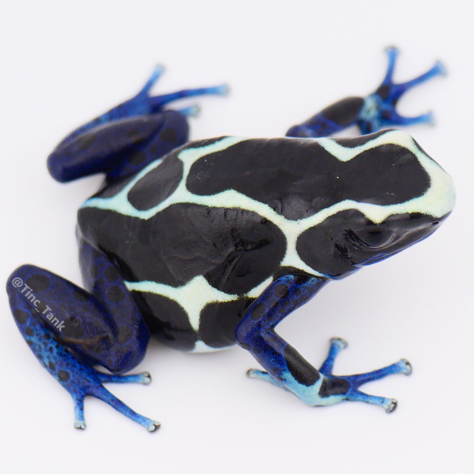 Dendrobates tinctorius 'Oyapock' – Tinc Tank