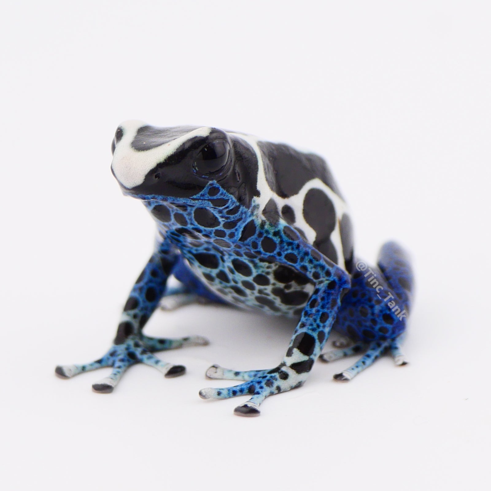 Dendrobates tinctorius 'Oyapock' – Tinc Tank