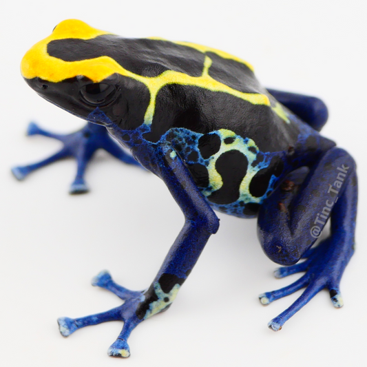Dendrobates tinctorius 'Peleloetepu'