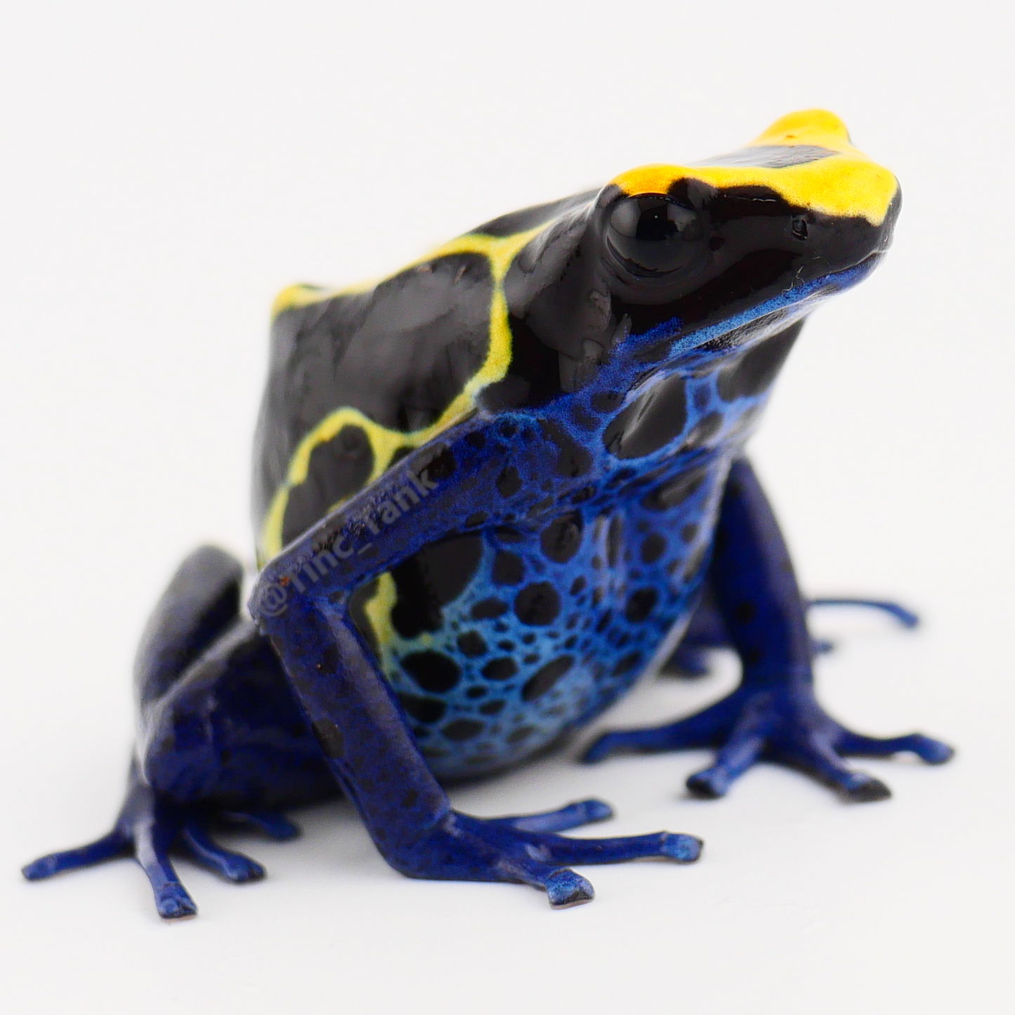 Dendrobates tinctorius 'Peleloetepu'