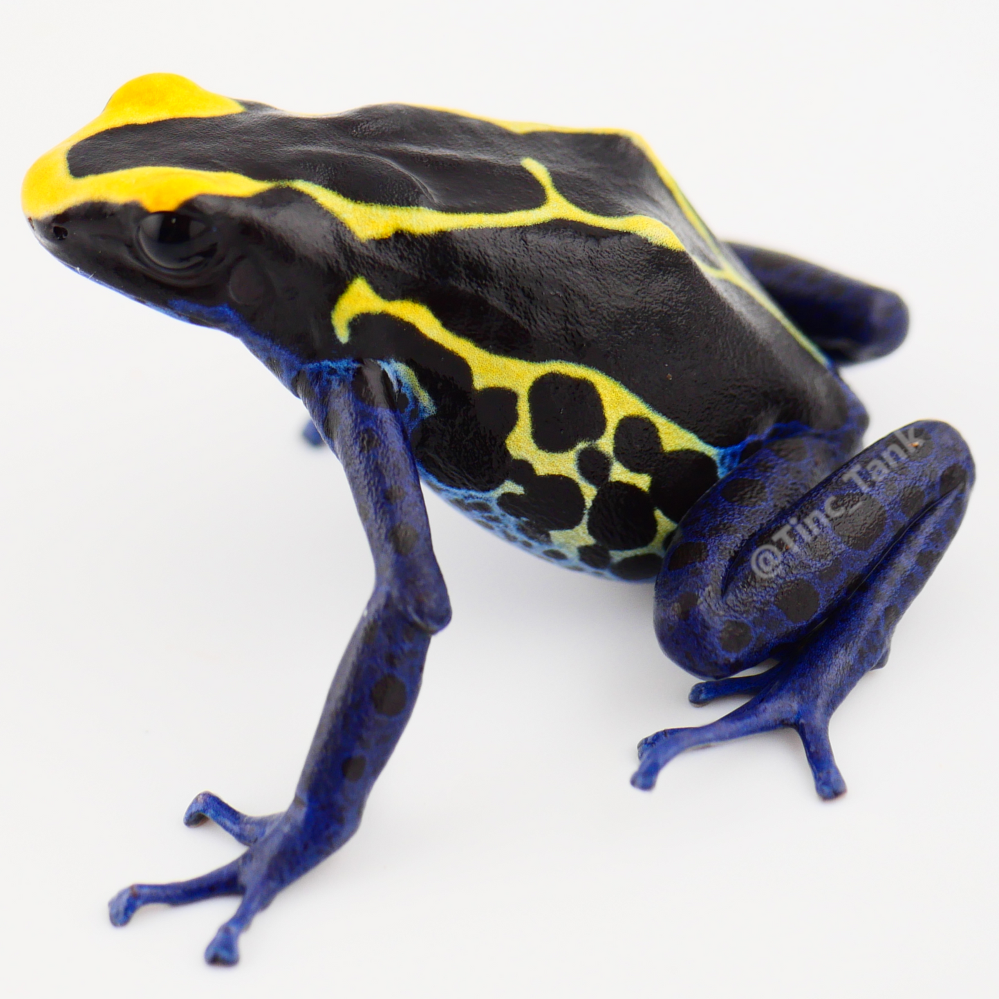 Dendrobates tinctorius 'Peleloetepu'