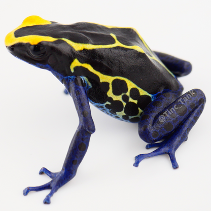 Dendrobates tinctorius 'Peleloetepu'