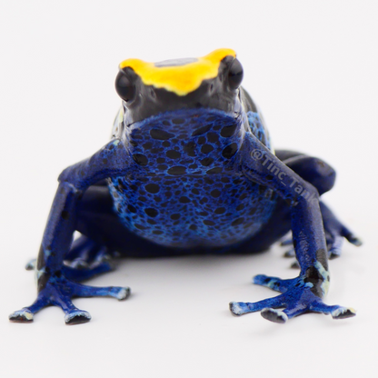 Dendrobates tinctorius 'Peleloetepu'