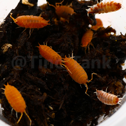 Porcellionides pruinosus 'Powder Orange' - 10 count