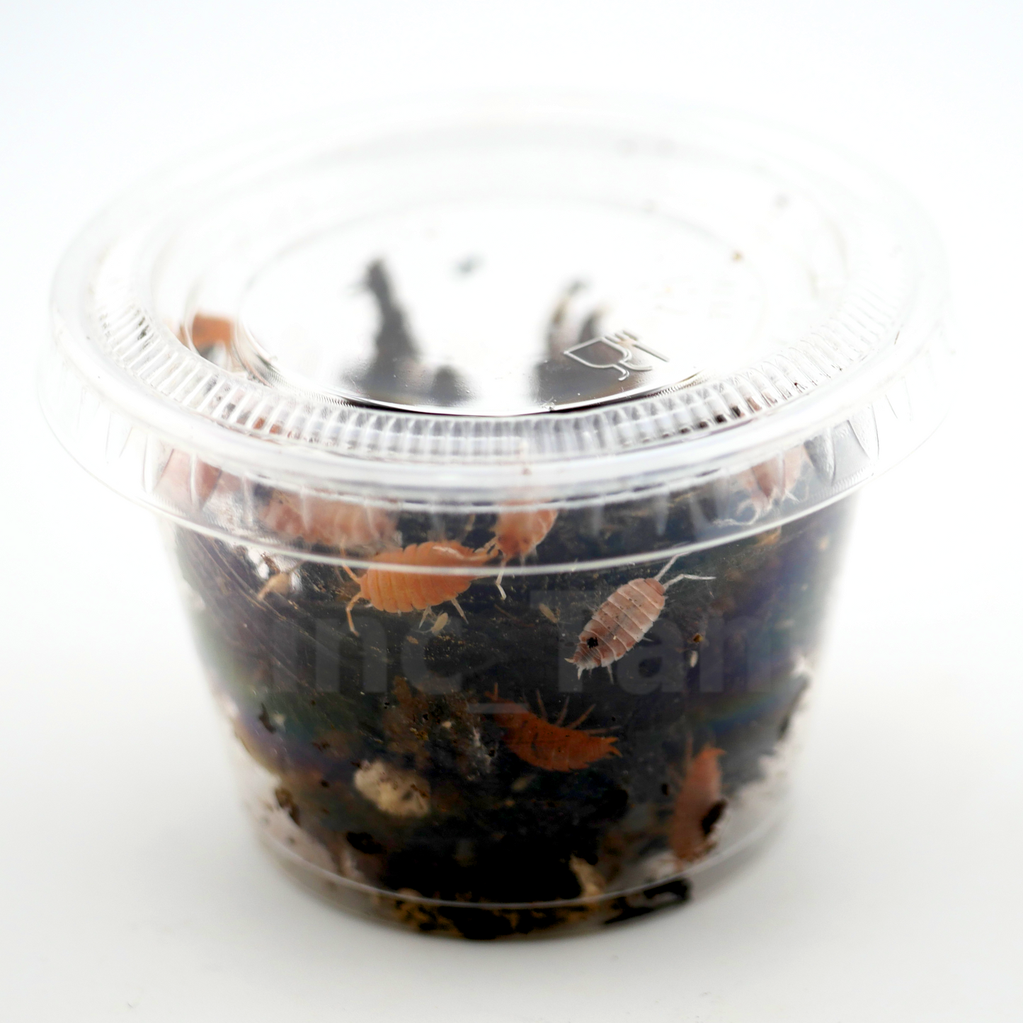 Porcellionides pruinosus 'Powder Orange' - 10 count