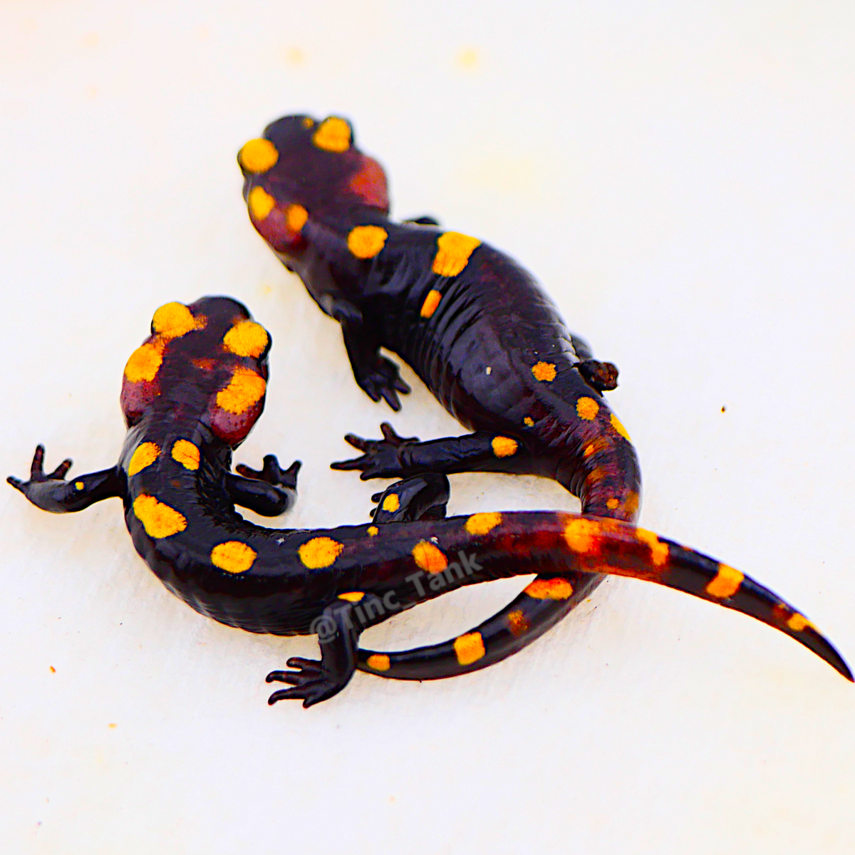 North African Fire Salamander (Salamandra algira splendens)