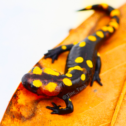North African Fire Salamander (Salamandra algira splendens)