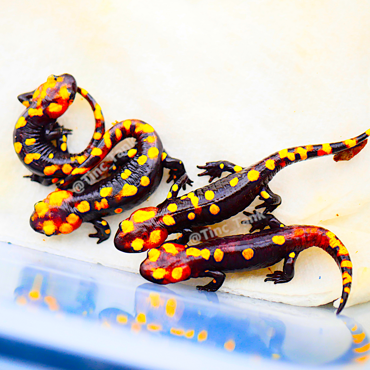 North African Fire Salamander (Salamandra algira splendens)