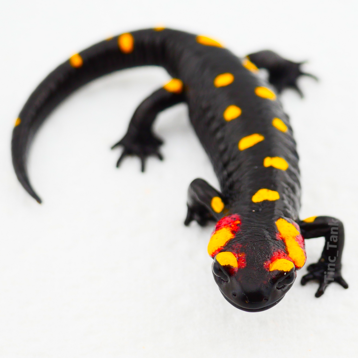 North African Fire Salamander (Salamandra algira splendens)