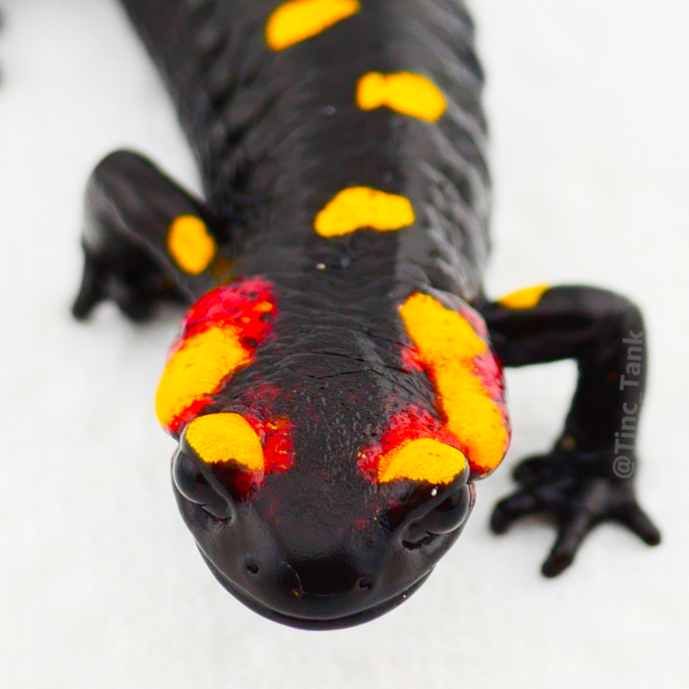 North African Fire Salamander (Salamandra algira splendens)