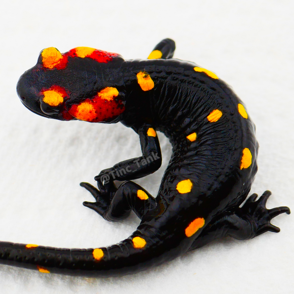 North African Fire Salamander (Salamandra algira splendens)