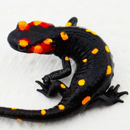 North African Fire Salamander (Salamandra algira splendens)