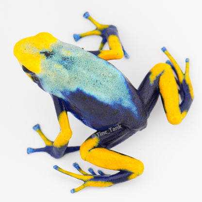 Dendrobates tinctorius 'Tumucumaque'