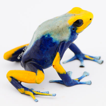 Dendrobates tinctorius 'Tumucumaque'