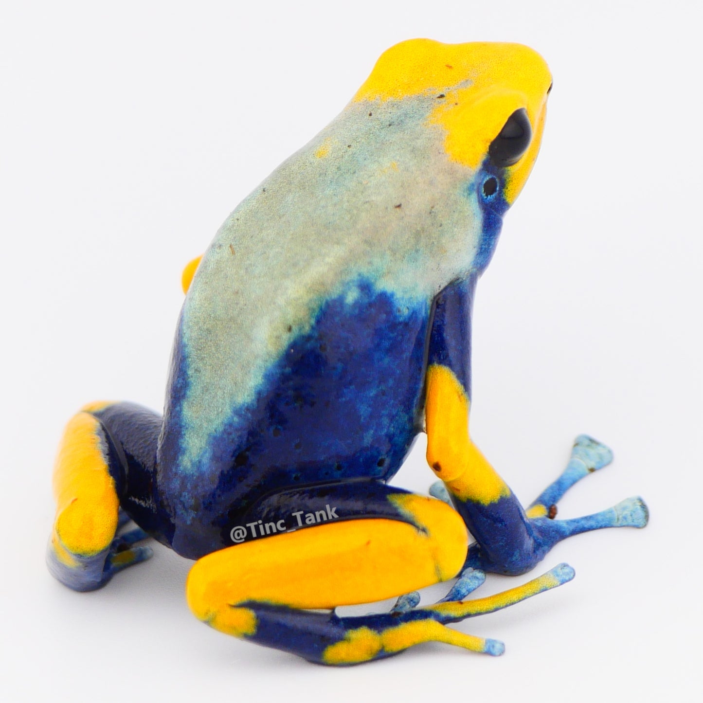 Dendrobates tinctorius 'Tumucumaque'