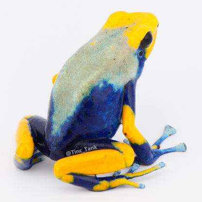 Dendrobates tinctorius 'Tumucumaque'