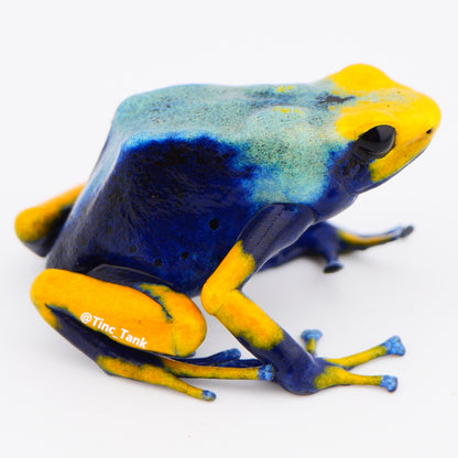 Dendrobates tinctorius 'Tumucumaque'