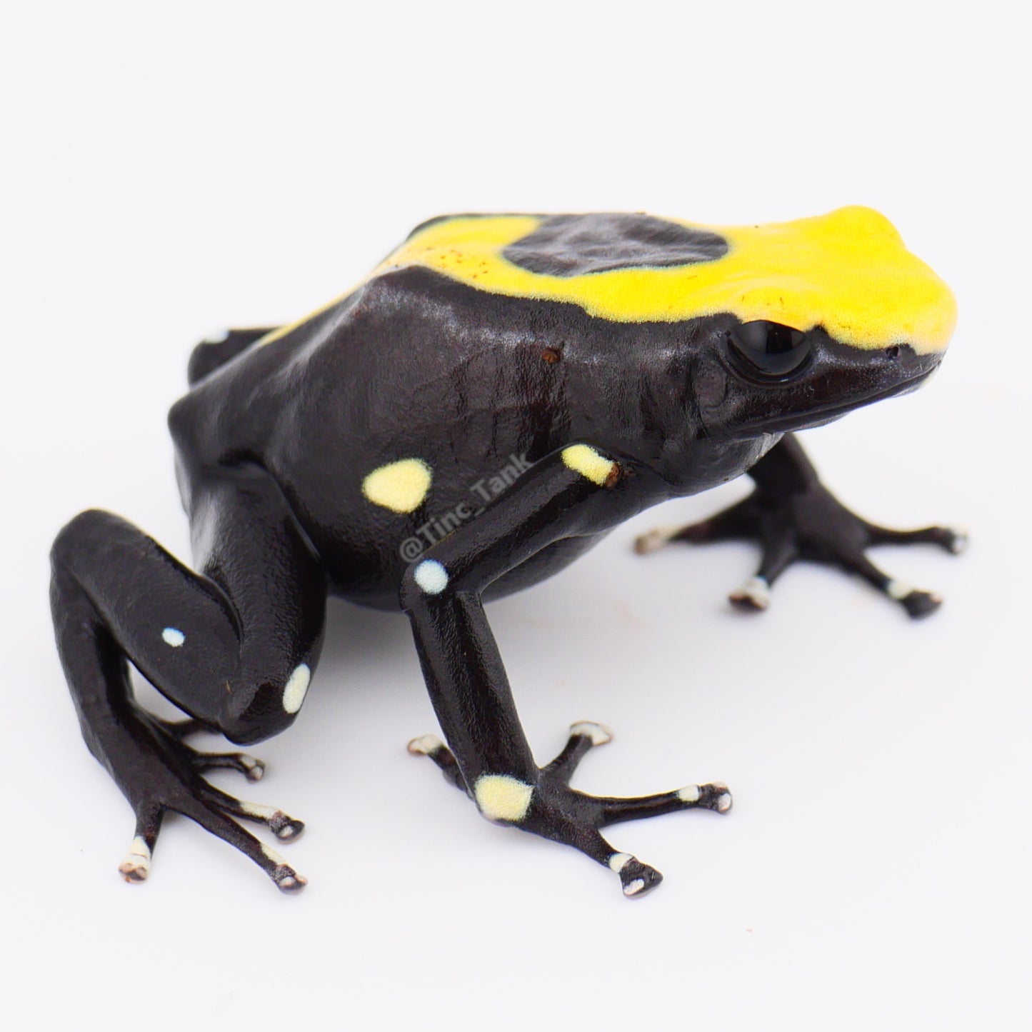 Dendrobates tinctorius 'Yellowback'