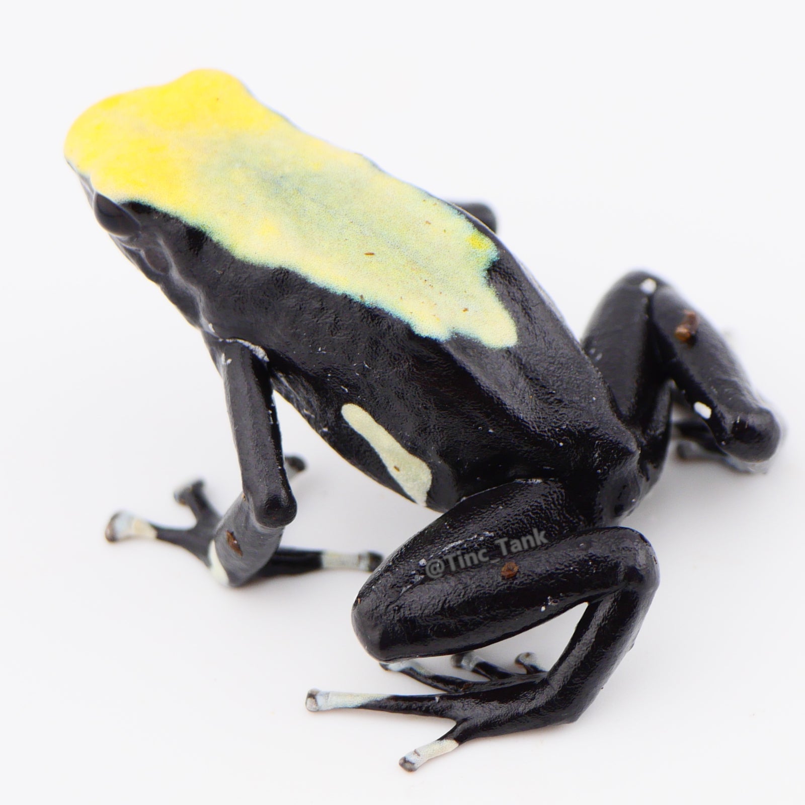 Dendrobates tinctorius 'Yellowback' – Tinc Tank