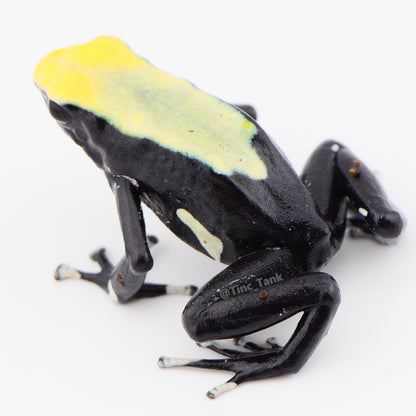 Dendrobates tinctorius 'Yellowback'