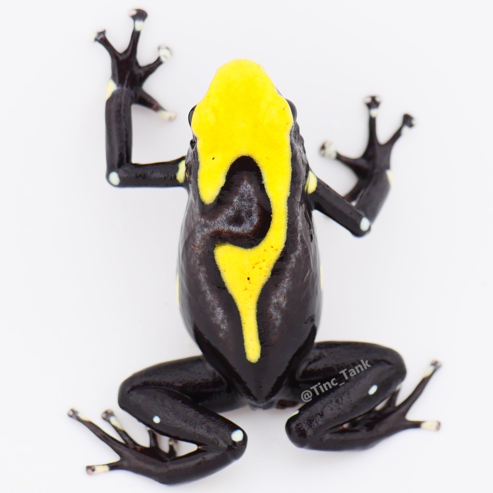 Dendrobates tinctorius 'Yellowback' – Tinc Tank